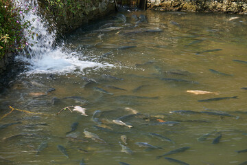 Flock of goldfish in a cultivation pond