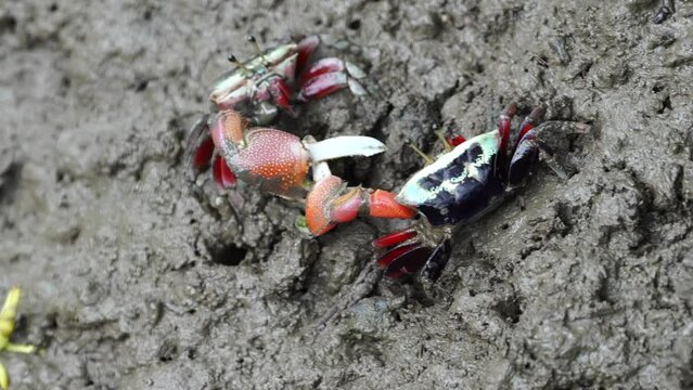 Fighting Uca borealis , commonly known as the "Northern Fiddler Crab" or "Atlantic Sand Fiddler," is a species of fiddler crab found along the eastern coast of North America
