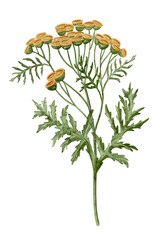 Yellow Tansy Flower. Watercolor botanical illustration of bouquet on isolated background. Hand drawn clip art of Immortelle. Drawing of medicinal herb with green leaves. Floral sketch of wildflower.