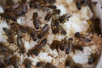 Bienen auf Wachsresten