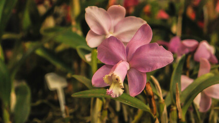 flor orquidea em uma plantação