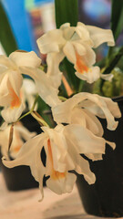 Flor de orquídea branca em uma exposição de flores