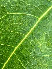 Close-up leaf. Macro photography. Close-up young green leaf texture ( teak leaf )