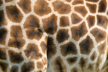  The West African giraffe skin closeup shot in the Paris zoologic park, formerly known as the Bois de Vincennes, 12th arrondissement of Paris, which covers an area of 14.5 hectares - obrazy, fototapety, plakaty