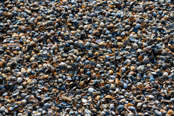 Beach fully covered with colorful seashells (cockles, razor shells, baltic tellins, banded wedge shell) on the shore of North Sea island “Juist“ in National Park “Wattenmeer (Waddensea) in Germany.
