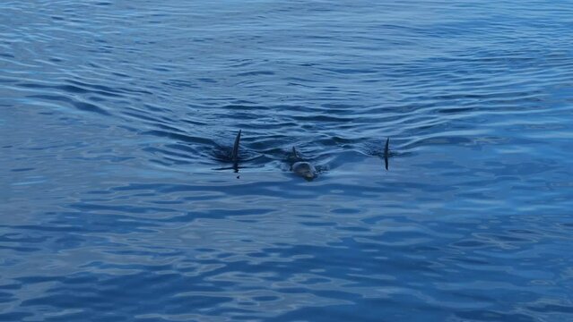 Three dolphins swimming close to the surface. Three dolphins in Monkey Mia, Western Australia. Dolphins swimming in the shallow water of Shark Bay. Famous Western Australia tourist destination.  
