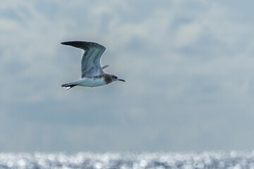 A flight of Laughing Gull also known as a Gaivota-alegre over sea. Bird lover. Birdwatching. Seabird.