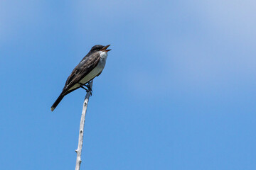 An Eastern Kingbird perched on a branch. Species Tyrannus tyrannus. Bird lover. Birdwaching. Animal wolrd.