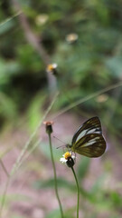 White butterfly on a white flower