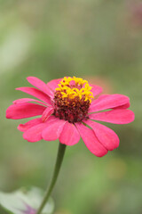 A red small zinnia close-up