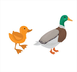 Life cycle of duck vector. Developmental process of duck vector illustration