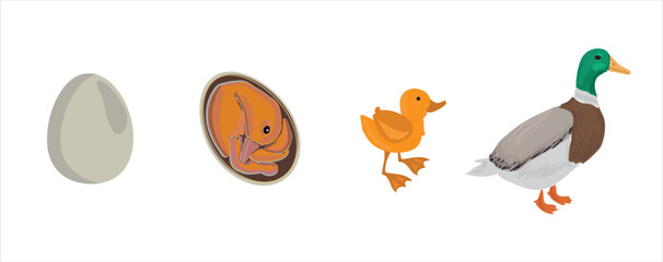 Life cycle of duck vector. Developmental process of duck vector illustration