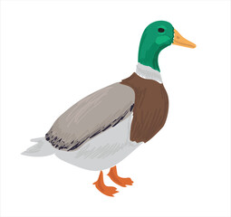 Life cycle of duck vector. Developmental process of duck vector illustration