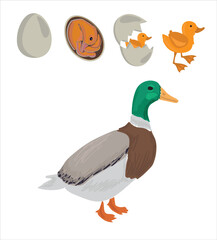 Life cycle of duck vector. Developmental process of duck vector illustration