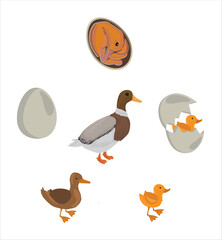 Life cycle of duck vector. Developmental process of duck vector illustration