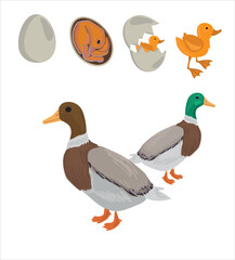 Life cycle of duck vector. Developmental process of duck vector illustration