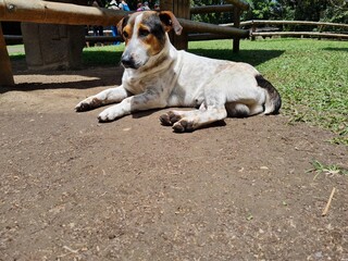 CANE AL PARCO ARCHEOLOGICO DI SAN AGUSTIN, COLOMBIA