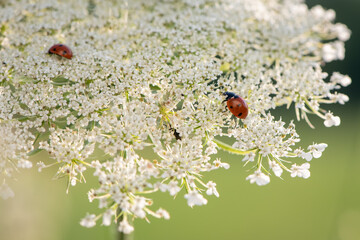 ladybug on queen anne's lace