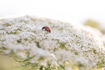 ladybug on queen anne's lace