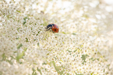 ladybug on queen anne's lace