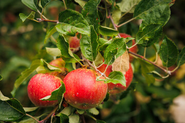 juicy, fresh apples on the apple tree branches with green leaves, healthy fruit full of vitamins