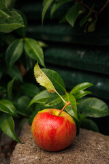 juicy and fresh apple, a healthy and vitamin-rich fruit