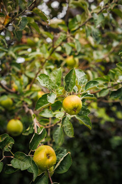 juicy, fresh apples on the apple tree branches with green leaves, healthy fruit full of vitamins