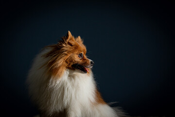 Spiz Alemão em fundo azul