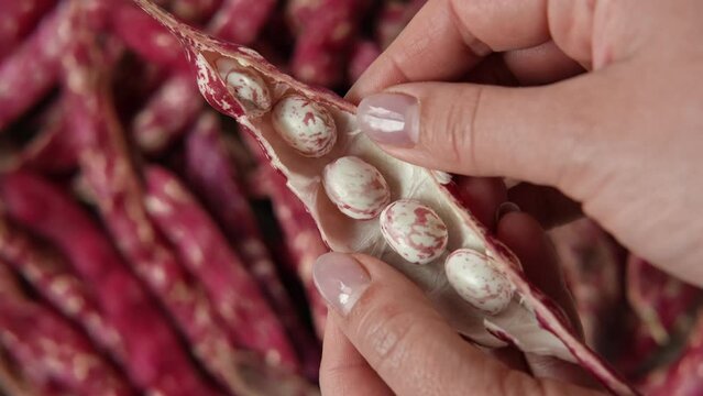 Cranberry beans. Fresh Organic Borlotti bean pods in farmer hands. Stylish modern food background. Magenta color. Creative foodstuff image. Grocery, dietary backdrop. Advertising, trendy Border