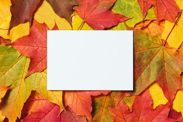 Autumn festive card template. Blank white paper mockup with fallen autumn dried leaves background. Colorful, variegated foliage. Flat lay, top view, copy space.