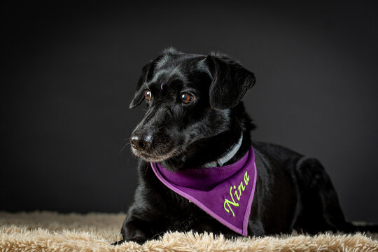 Cachorro Preto Sem Raça Posando Para Fotos Em Estudio Fotografico E Bandana Roxa