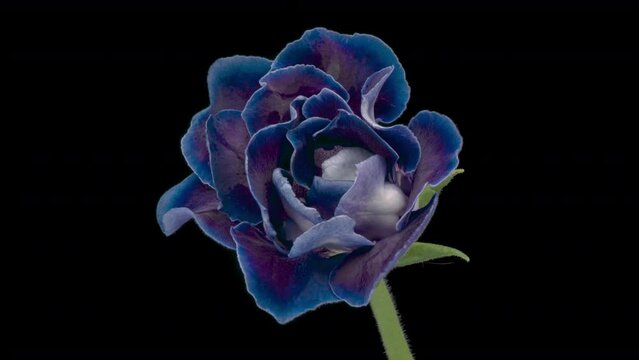 Blue Gloxinia flower blooming on black background