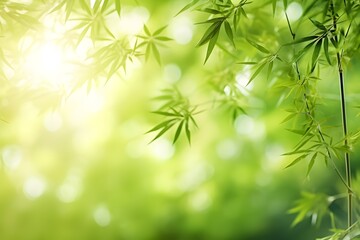 Bamboo forest with natural light in blur style. Bamboo green leaves with bokeh in forest.