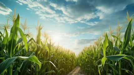 Fotobehang Corn field in sunlight. Agriculture and corn growing. © brillianata