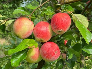 Apple tree red fruits in orchard after rain.
