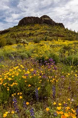 Rolgordijnen Arizona desert in springtime with cactus, mountains and wildflowers © Cynthia