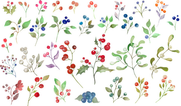 Watercolor floral  set with misletoe, holly berry. Hand drwing illustration isolated on white background. Vector EPS.