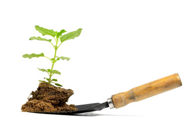 sweet basil plant On the ground and with a spoon to plant isolate on white background.Thai herbs used in cooking.small trees on the ground.