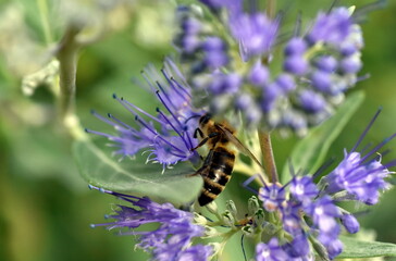 Biene an einer blühenden Bartblume