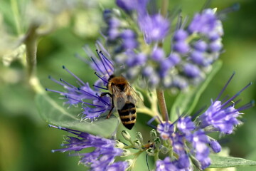 Biene an einer blühenden Bartblume