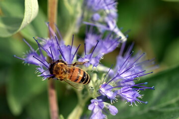 Biene an einer bl&uuml;henden Bartblume
