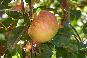 reifer Apfel am Baum