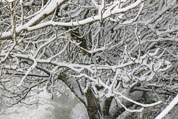 Trees in the snow after a winter storm