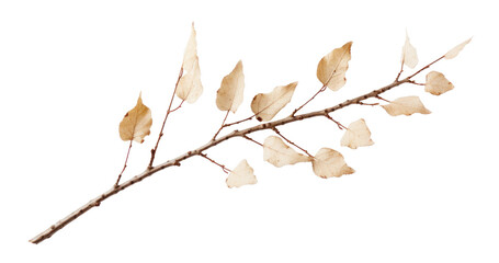 birch tree branch with dry eaves, png file of isolated cutout object on transparent background.