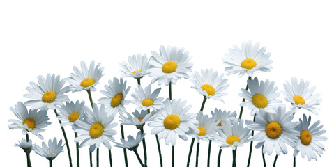 row of white chamomile daisy flowers , png file of isolated cutout object on transparent background.