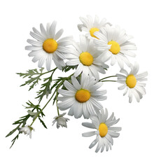 bouquet of chamomile daisy flowers , png file of isolated cutout object on transparent background.