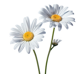 bouquet of two chamomile daisy flowers , png file of isolated cutout object on transparent background.