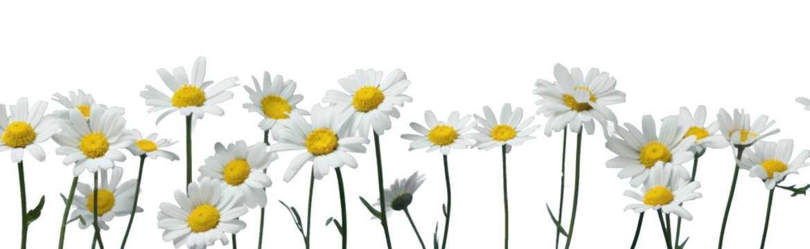row of white chamomile daisy flowers , png file of isolated cutout object on transparent background.