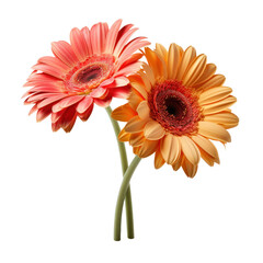 bouquet of two colorful gerbera flowers , png file of isolated cutout object on transparent background.