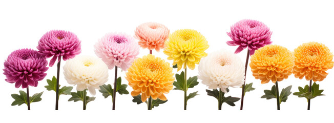 row of colorful chrysanthemum flowers , png file of isolated cutout object on transparent background.